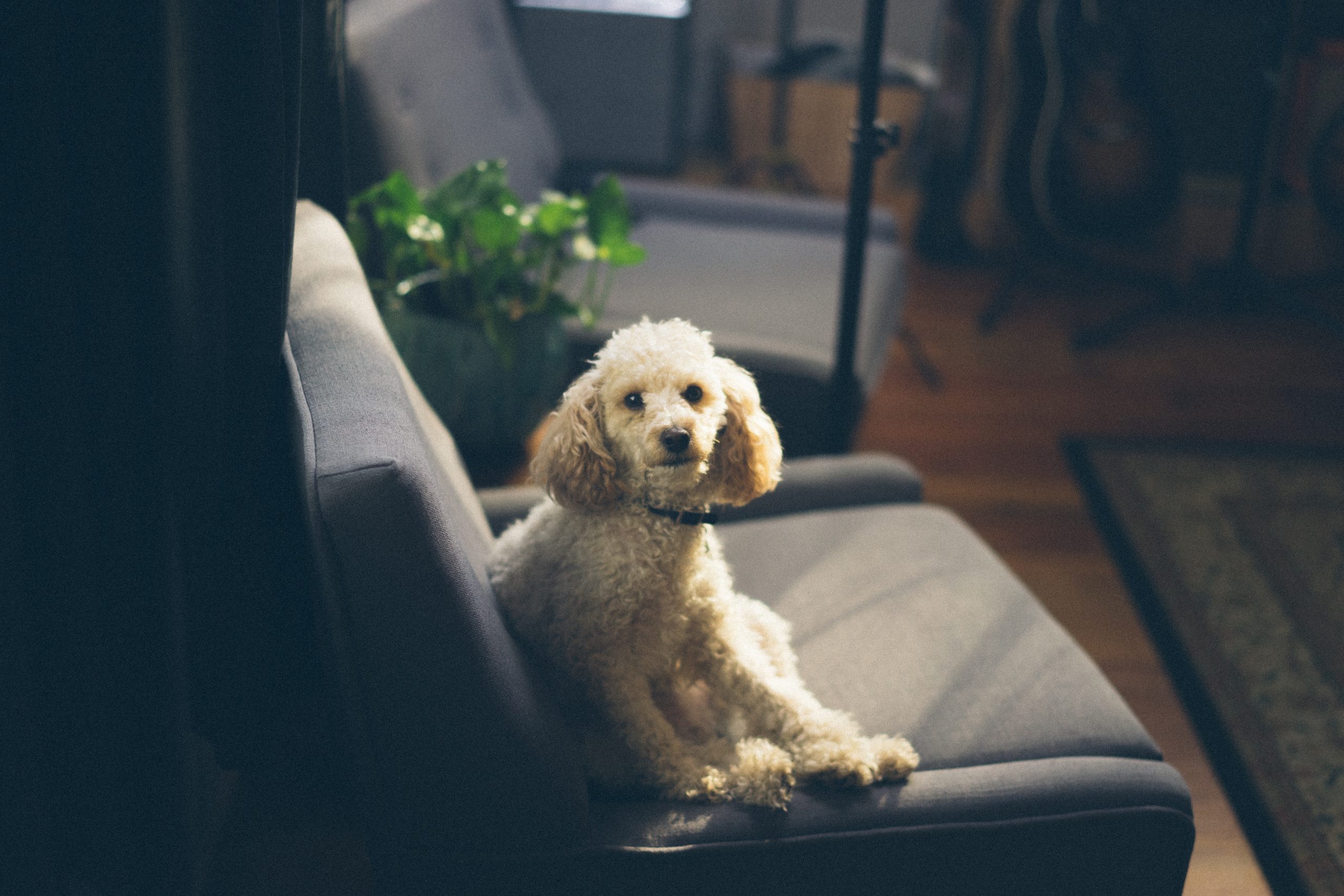 poodle at home